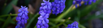 Goat's Rue: A Popular Galactagogue