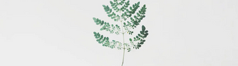 Using Moringa to Support Your Milk Supply