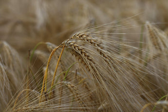 Why Legendairy Milk is Fenugreek-Free